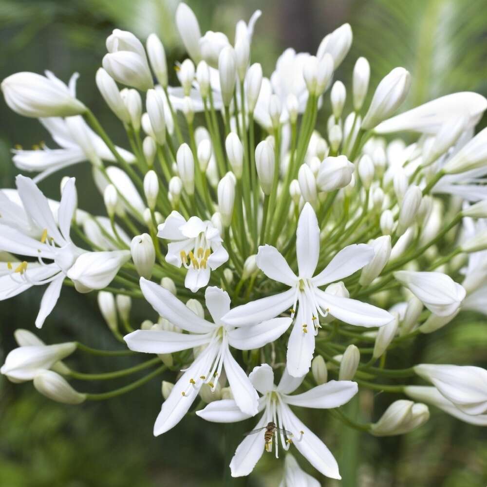 Agapanthe blanc : godet rouge