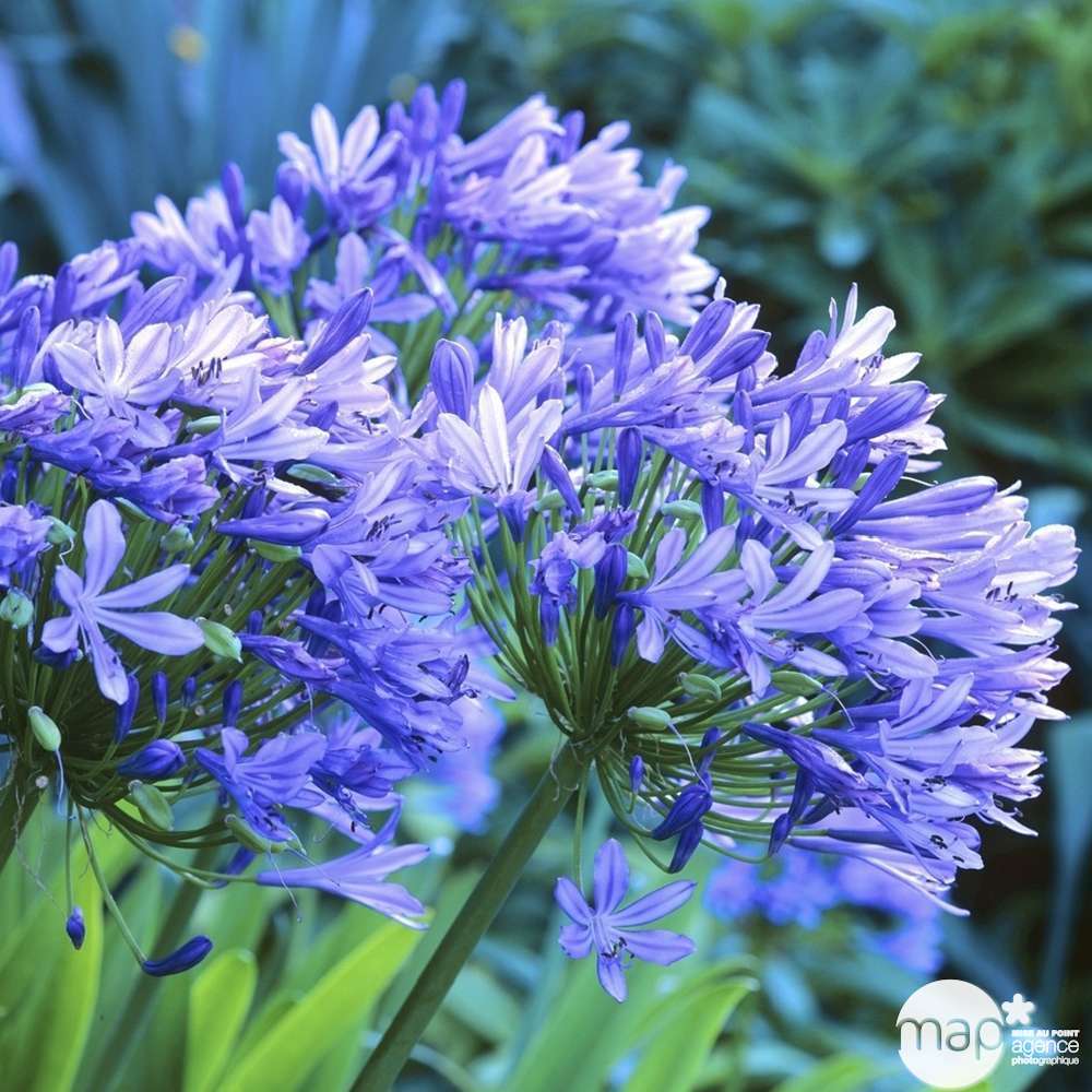 Agapanthe bleu : godet rouge