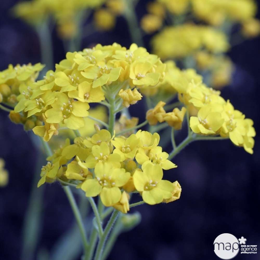 Alysson des montagnes : godet vert