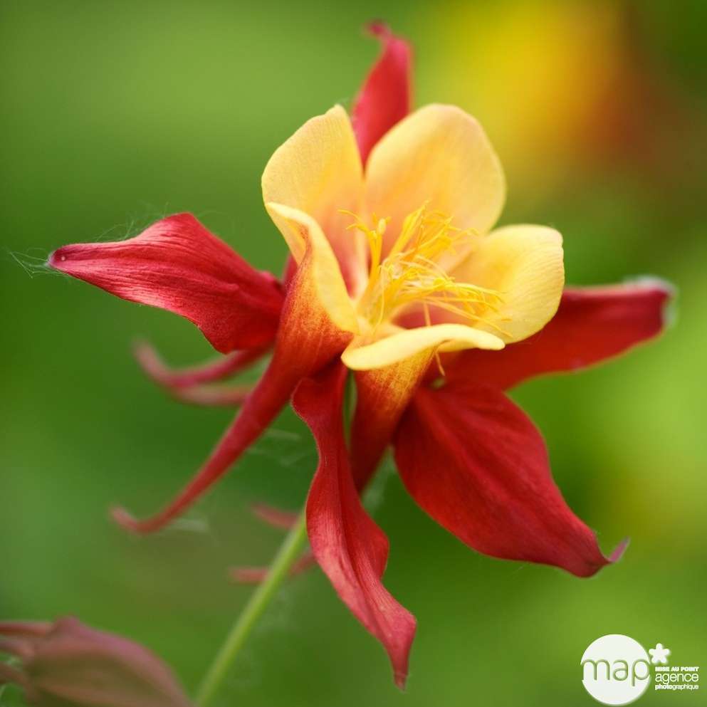 Ancolie koralle: godet