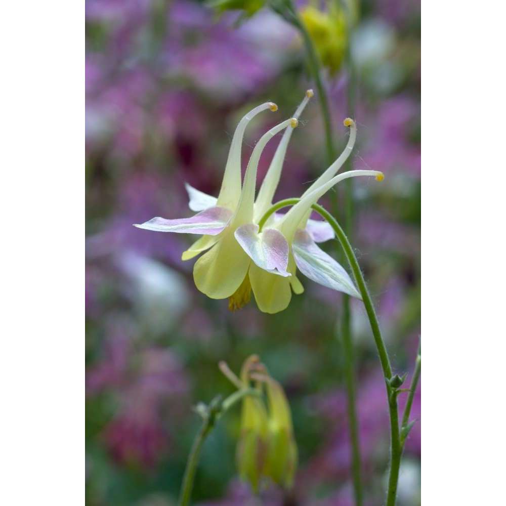 Ancolie mckana hybrids: godet