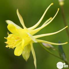 Ancolie Yellow Queen chrysantha : godet vert Truffaut | Truffaut