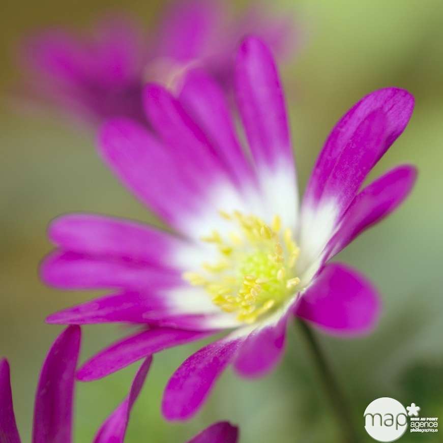 AnÃ©mone blanda rose: godet