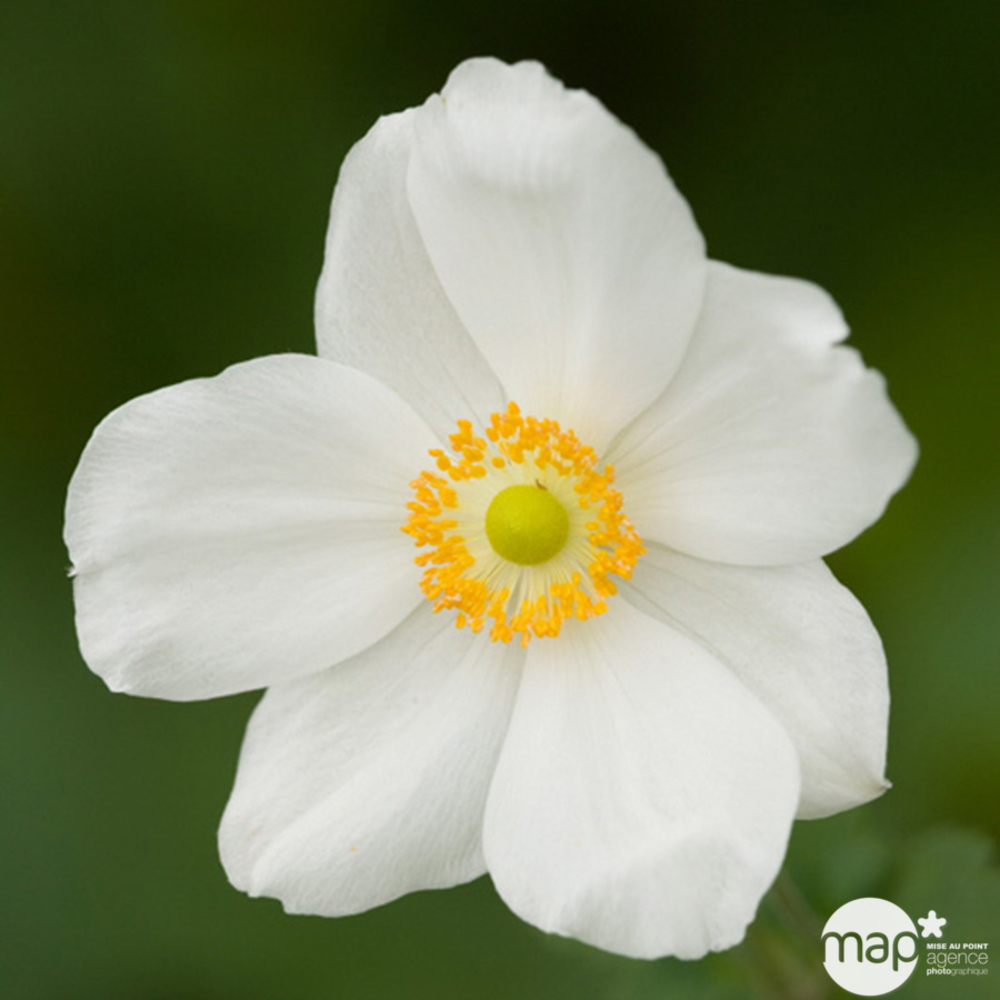 Anémone Honorine Jobert : godet rouge