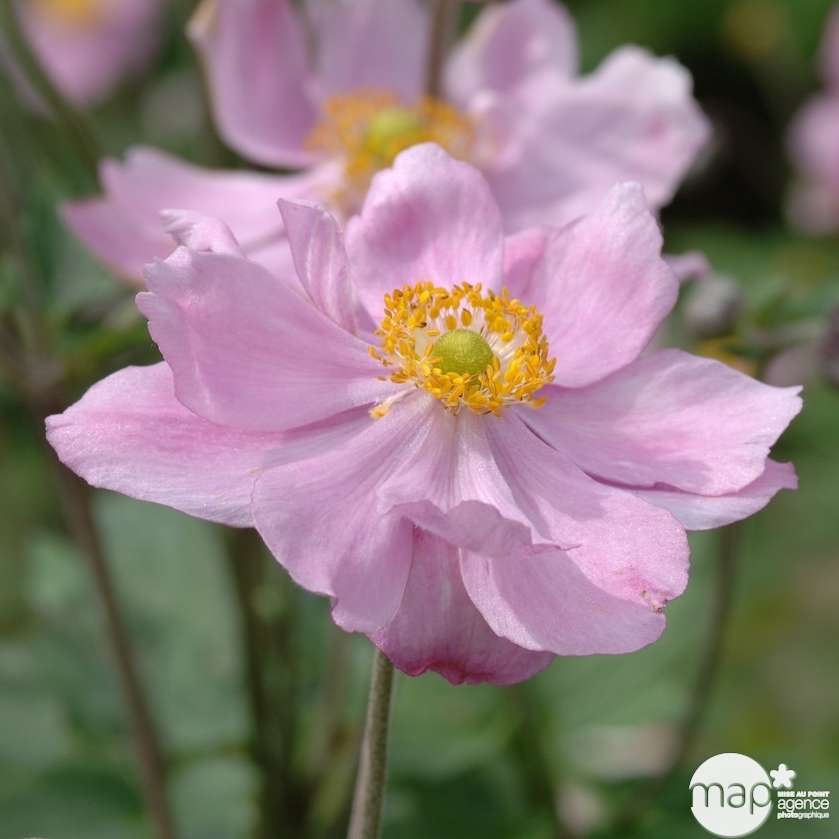 AnÃ©mone kÃ¶nigin CharlotteÂ : godet