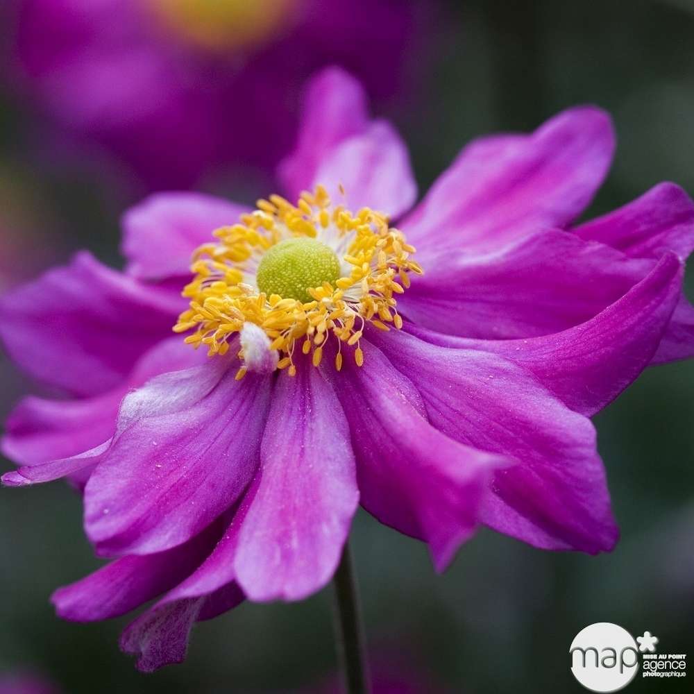 AnÃ©mone pamina: godet