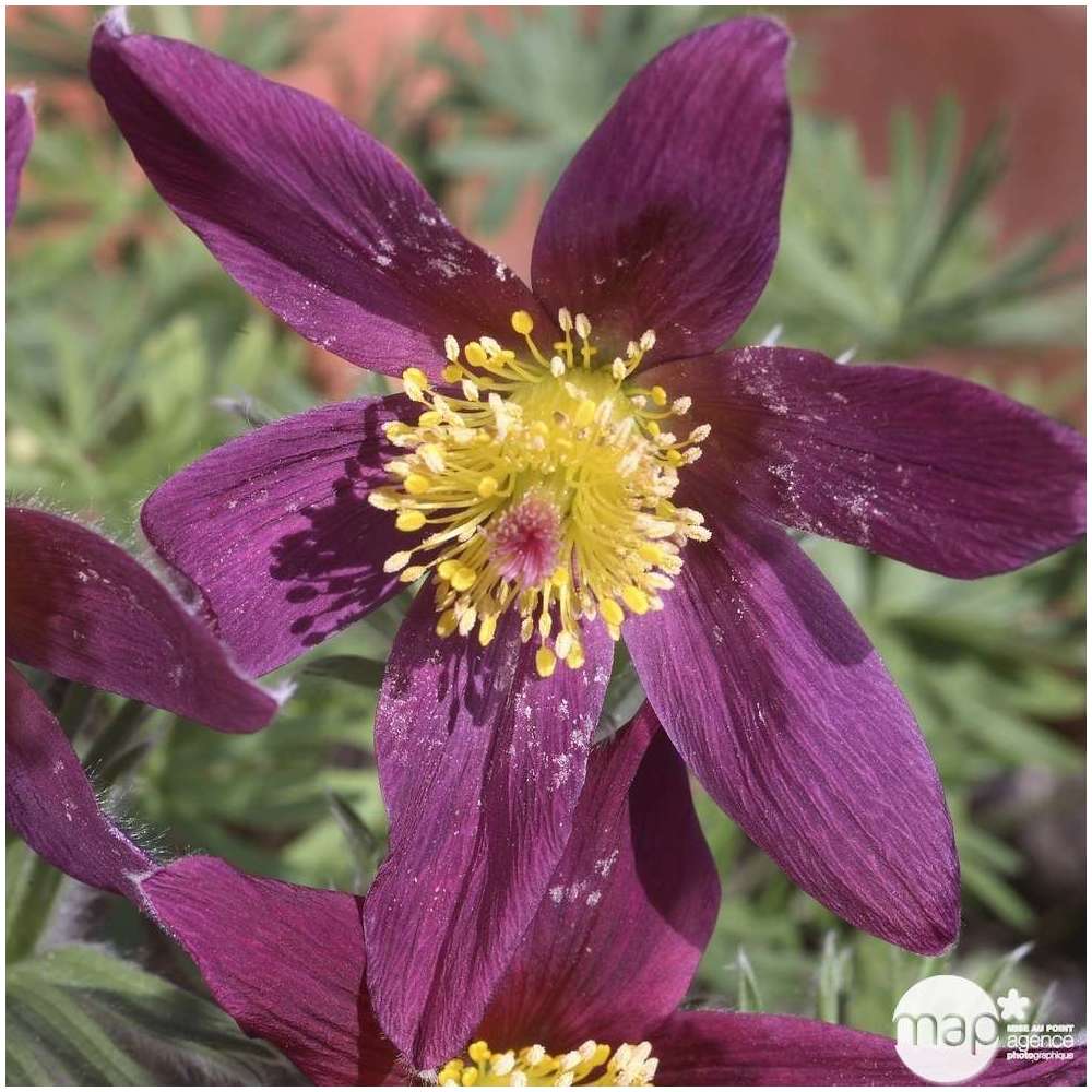 AnÃ©mone pulsatille rÃ¶de klokke: godet