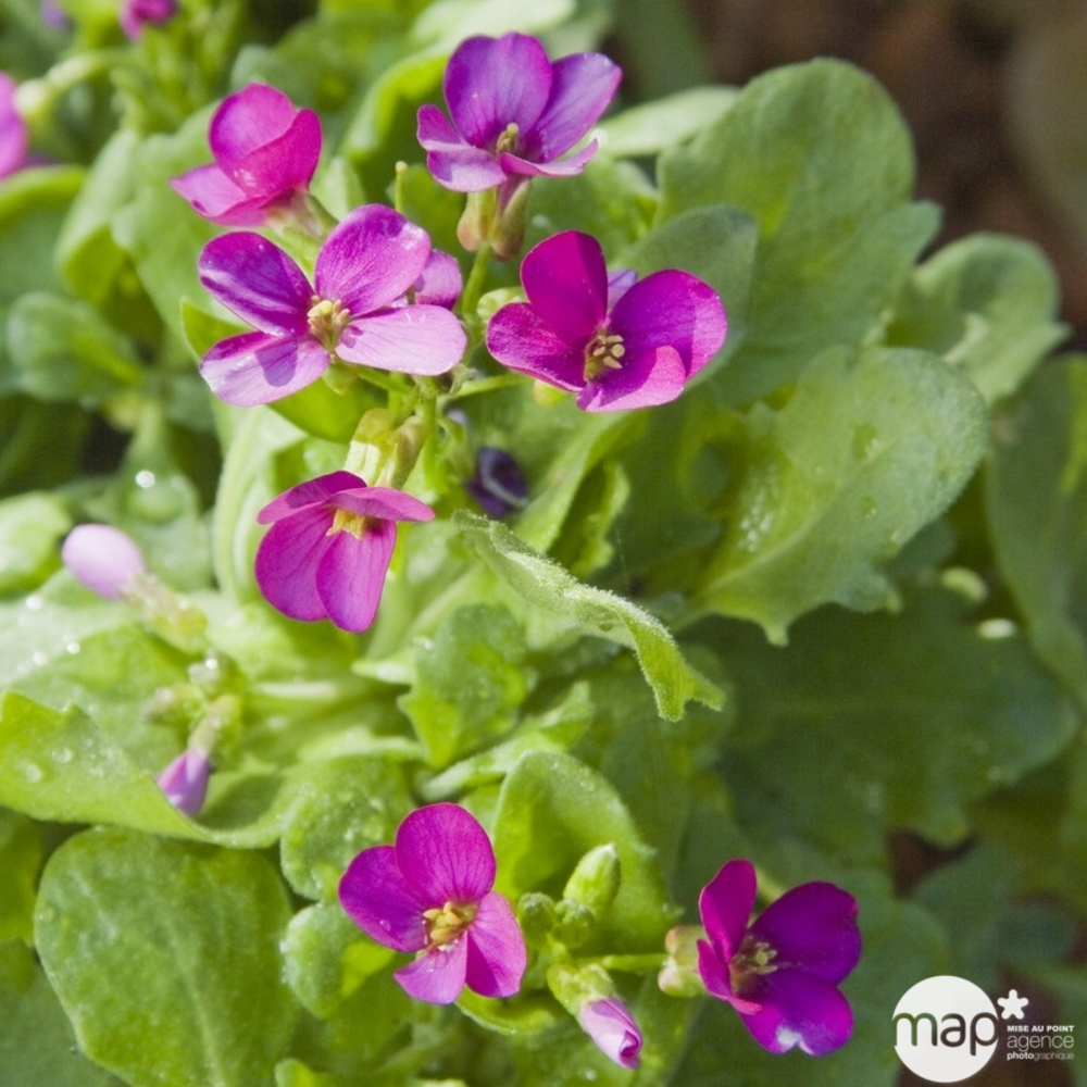 Arabette compinkie : godet