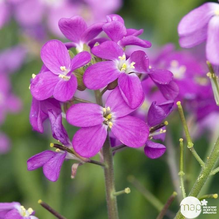 Arabette de Californie : godet