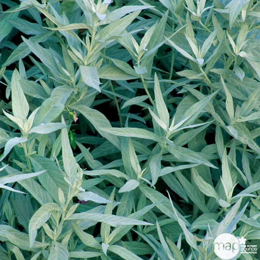 Armoise silver queen : godet rouge