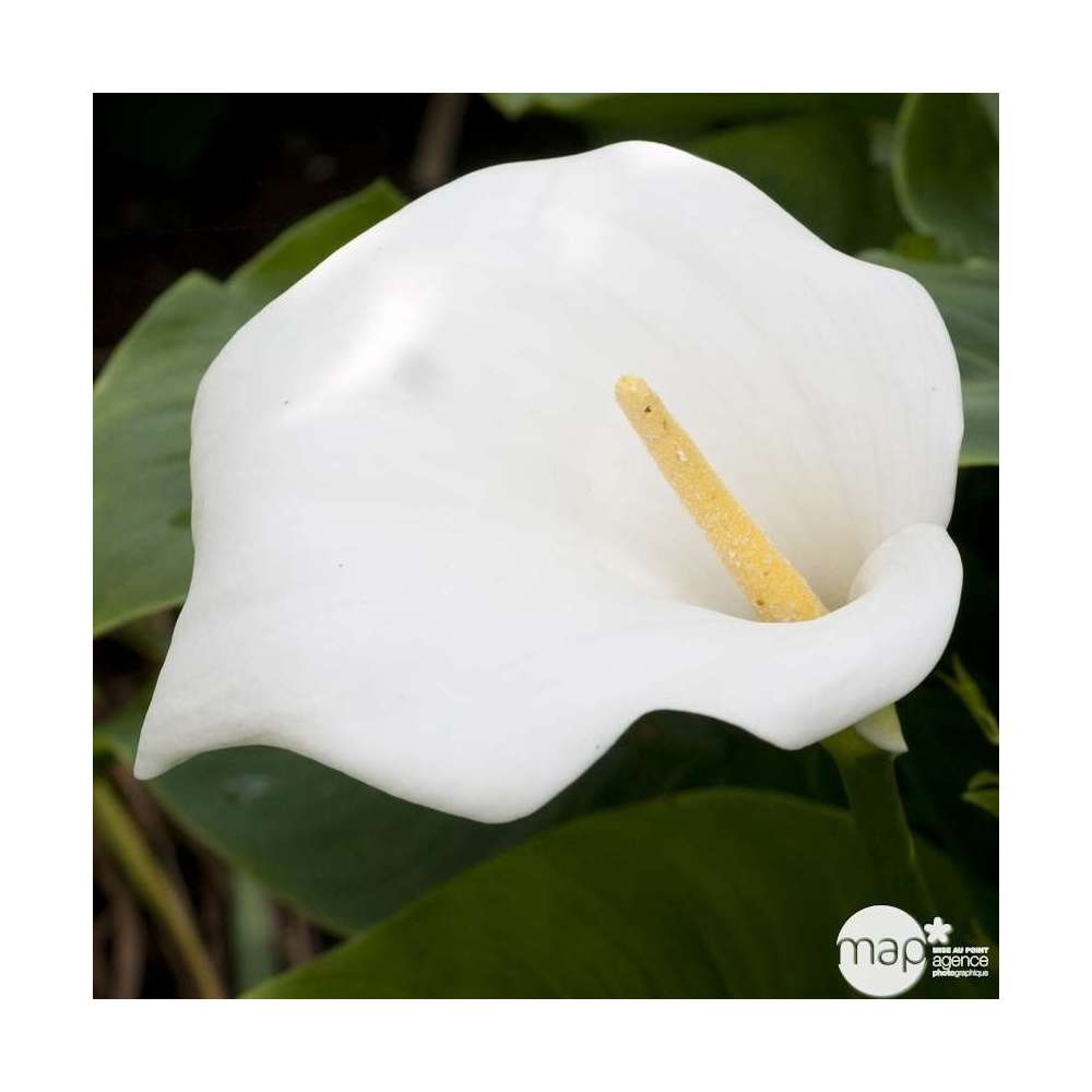 Arum d'Ethiopie Crowborough : en godet rouge