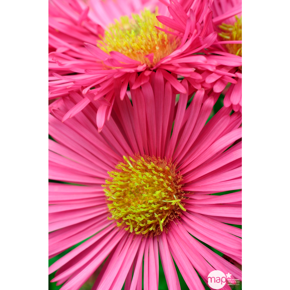 Aster de Nouvelle Angleterre Alma Pötschke : godet vert