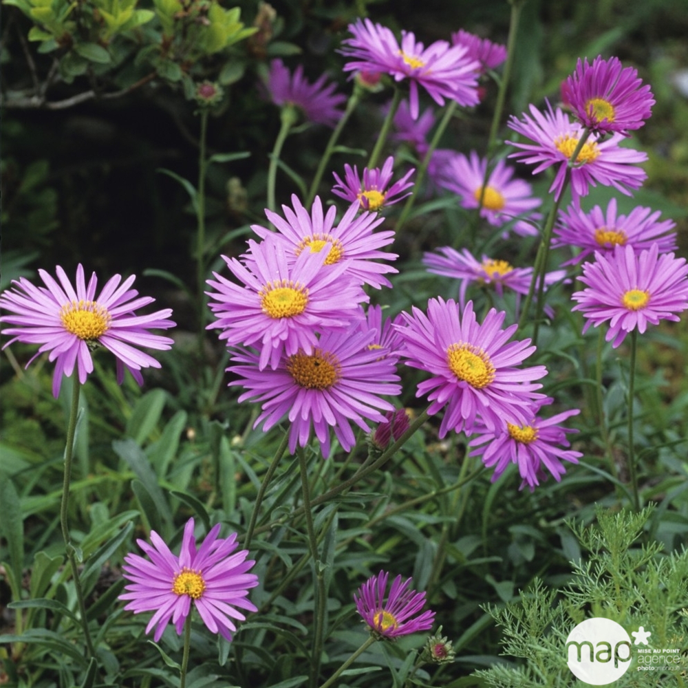 Aster des Alpes : godet vert