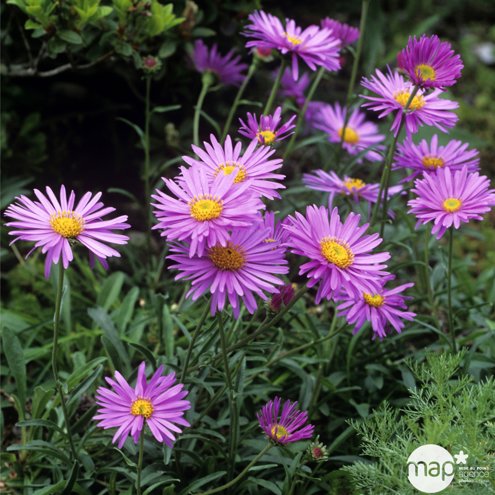 Aster des Alpes Happy End : godet vert