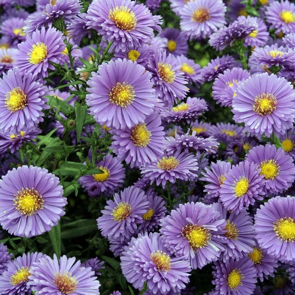 Aster moyen d'automne Eventide : godet vert