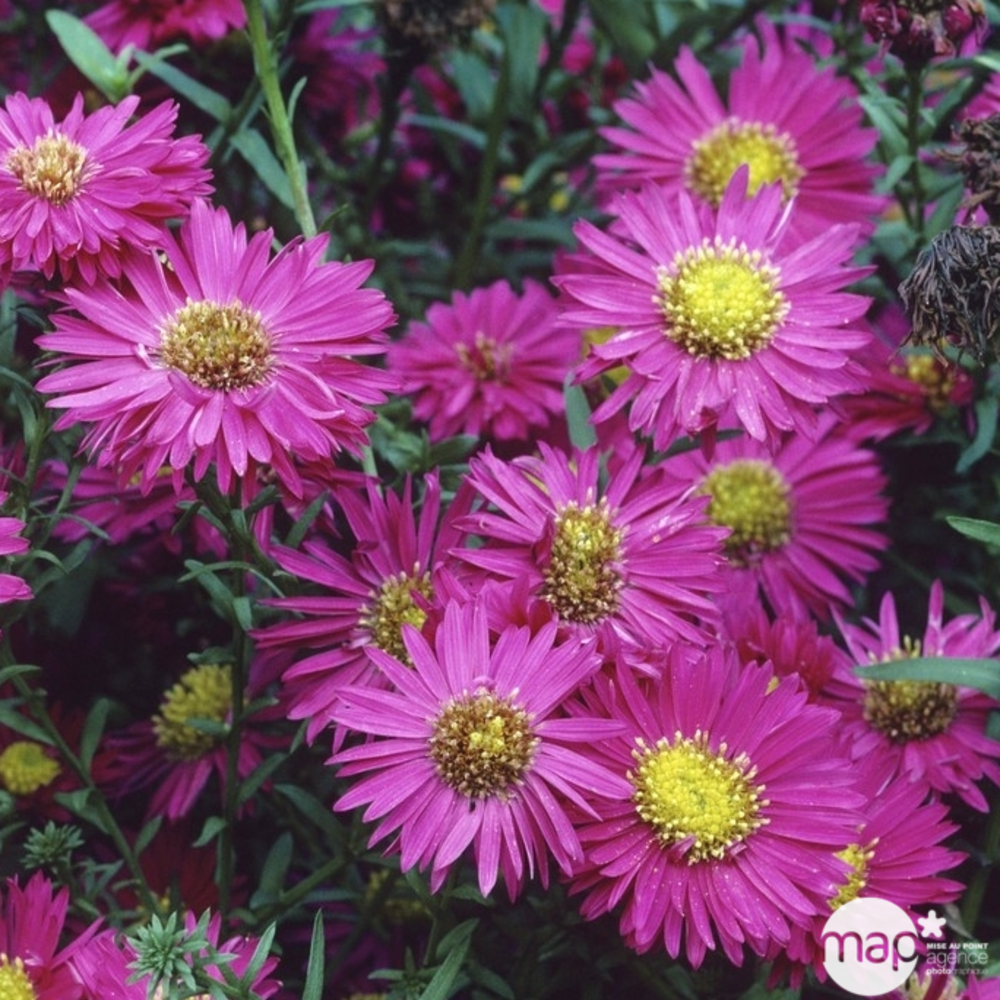 Aster moyen d'automn Freda Ballard : godet vert