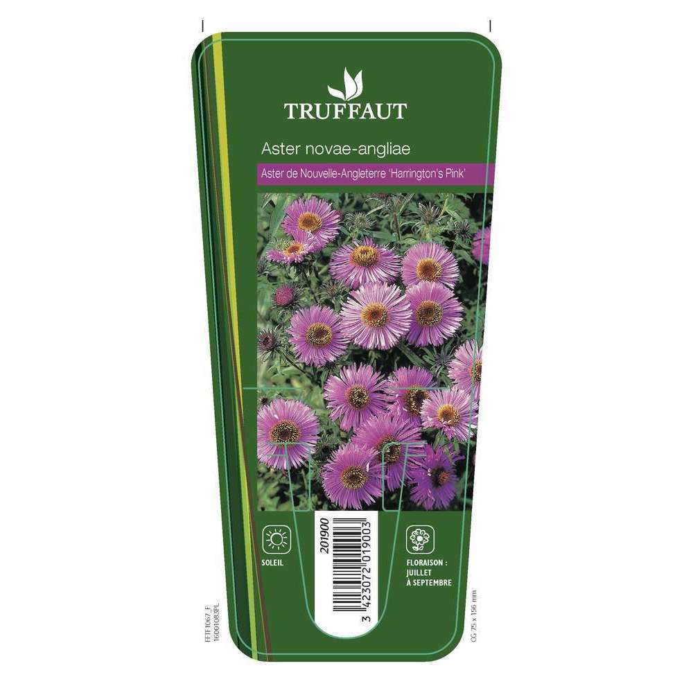 Aster de Nouvelle Angleterre Harrington's Pink : godet