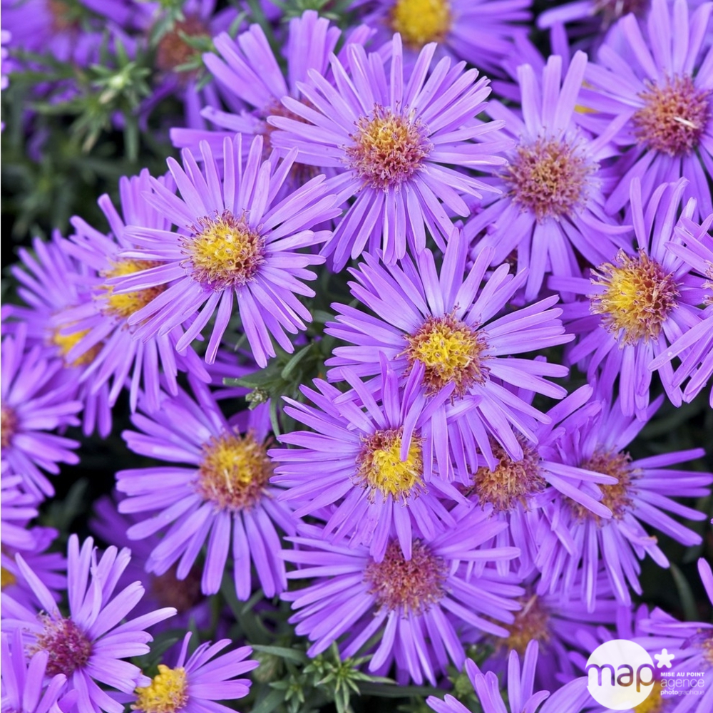 Aster nain Alice Haslam : godet vert