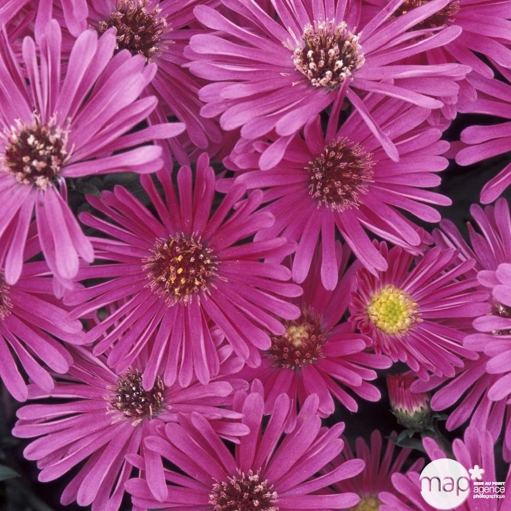 Aster nain Jenny : godet vert