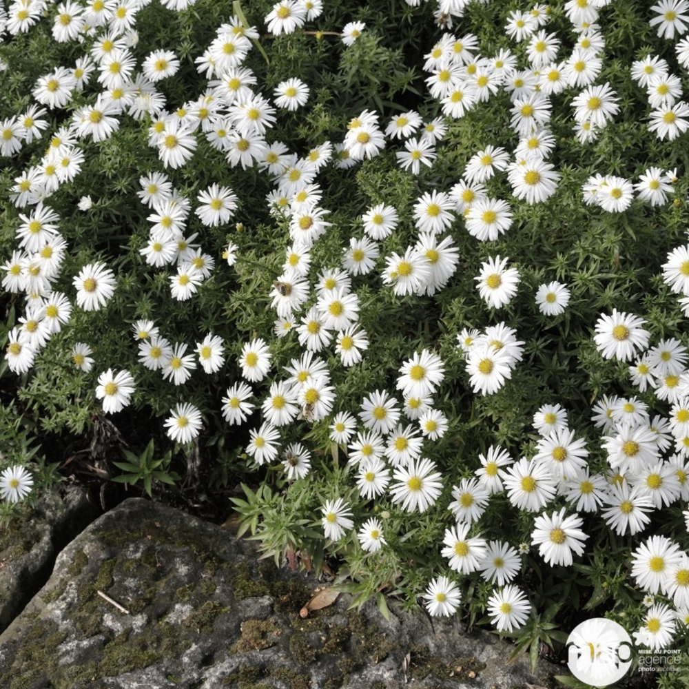 Aster nain kristina : godet vert