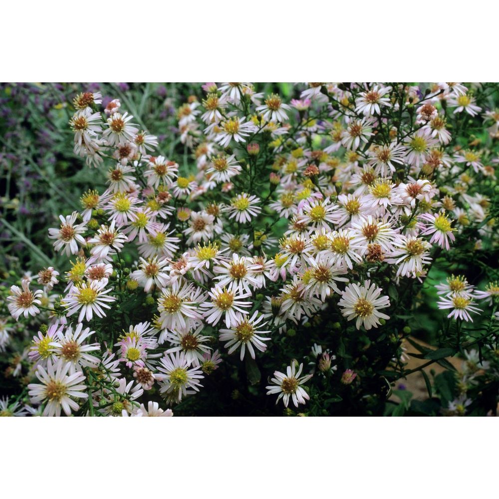 Aster Pink Cloud : godet vert