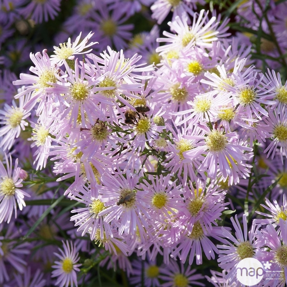 Aster Pink Star : godet vert