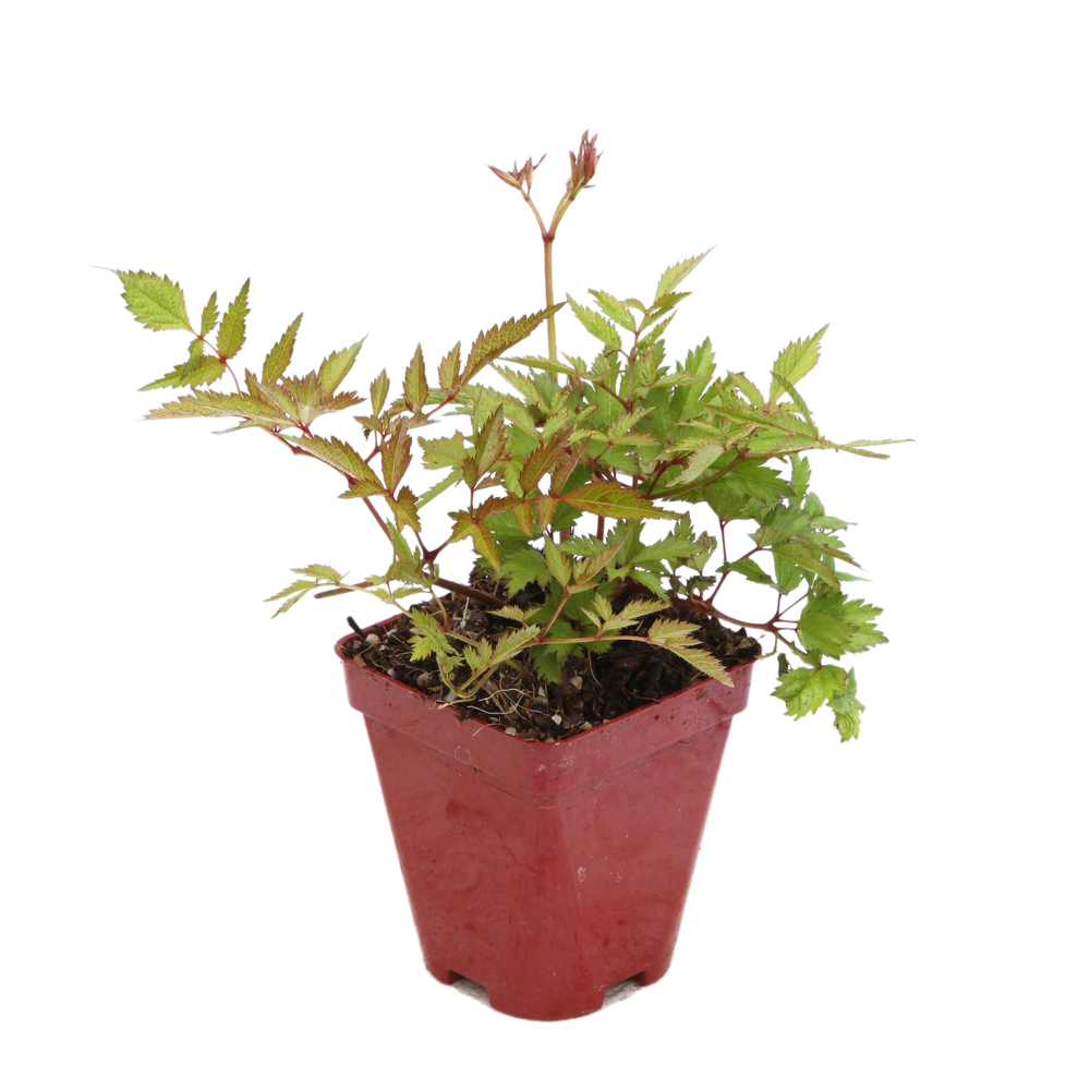 Astilbe brautschleier: godet