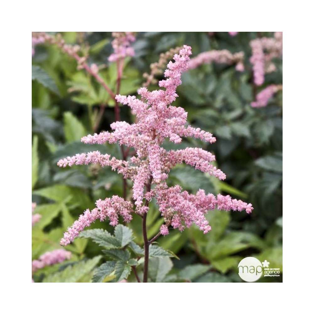 Astilbe Bressingham : godet rouge