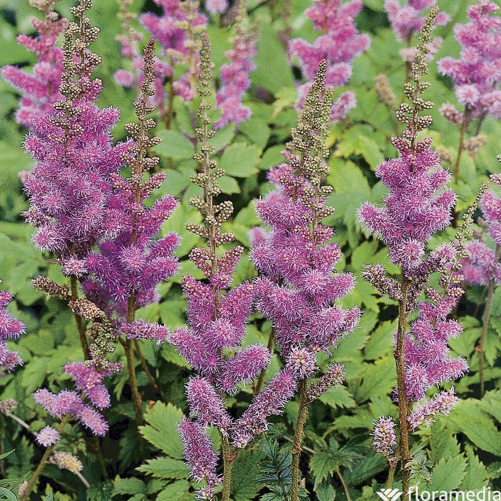 Astilbe de Chine Pumila : godet rouge
