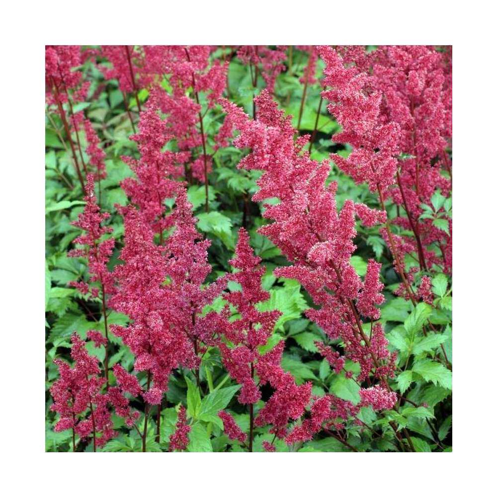 Astilbe Etna : godet rouge