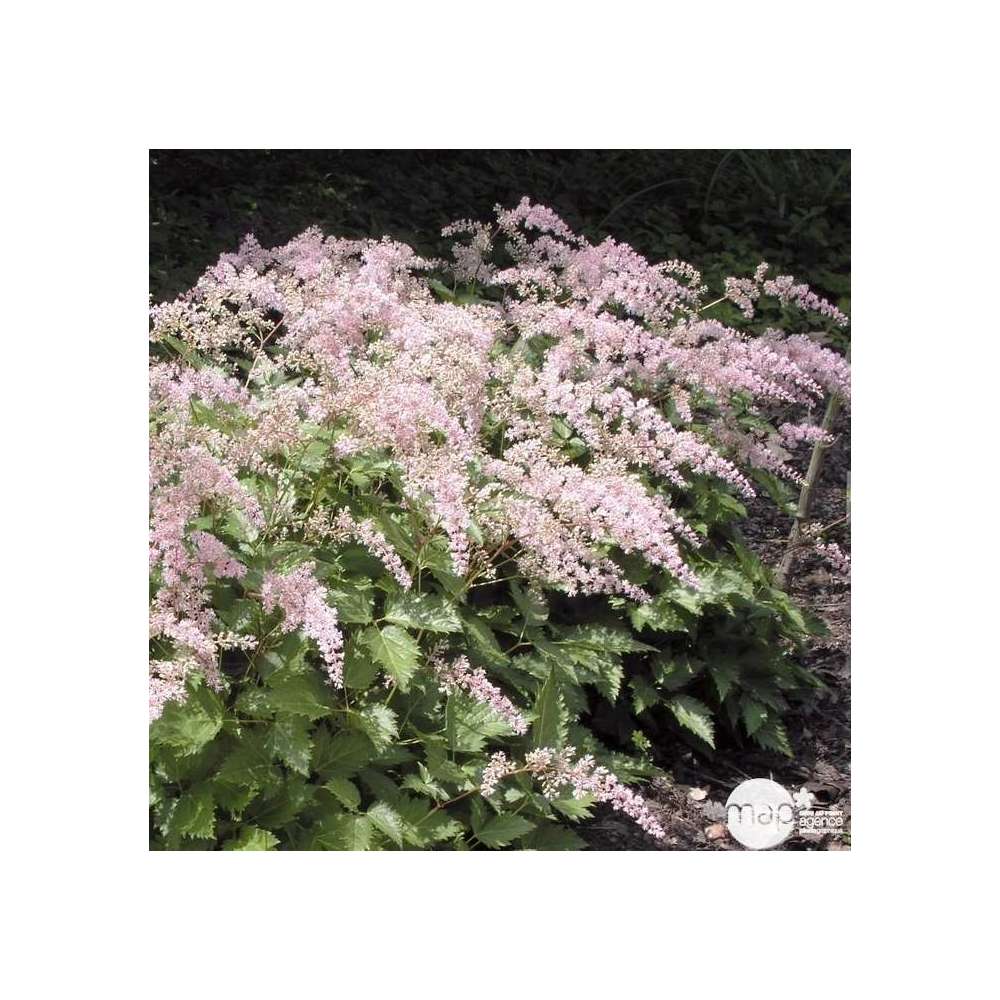 Astilbe simplicifolia ( hybrides ) : godet rouge