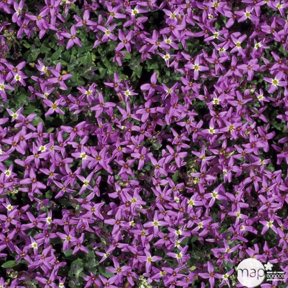 Aubriète Leichtlinii : godet vert