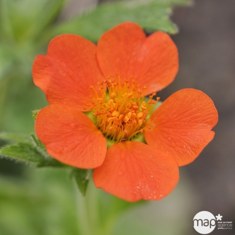 Benoîte borisii : godet vert