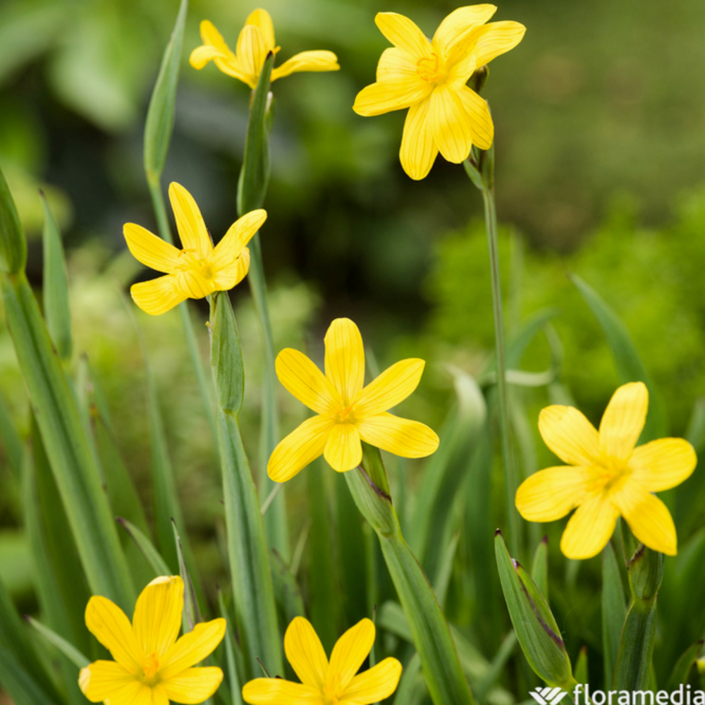 Bermudienne de Californie : godet