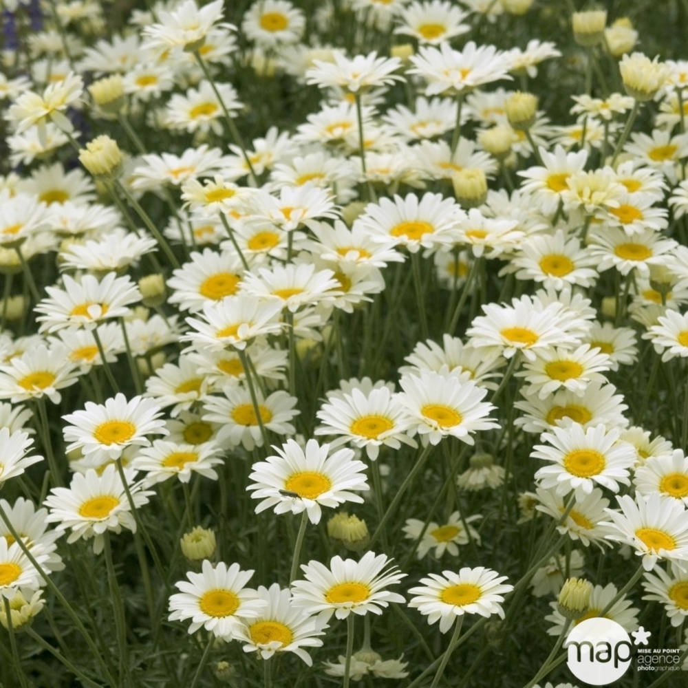 Camomille des teinturiers: godet