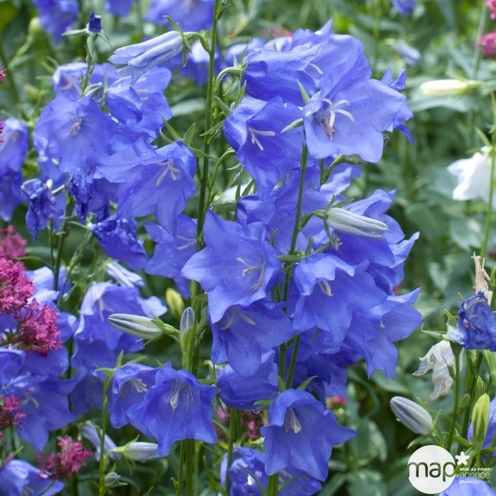 Campanule à feuille de pêcher : godet vert