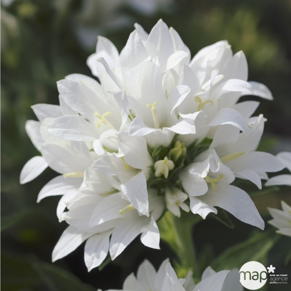 Campanule agglomérée blanche Alba : godet vert