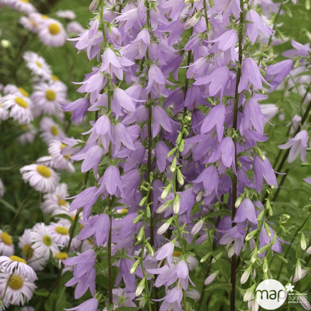 Campanule pyramidale : godet vert