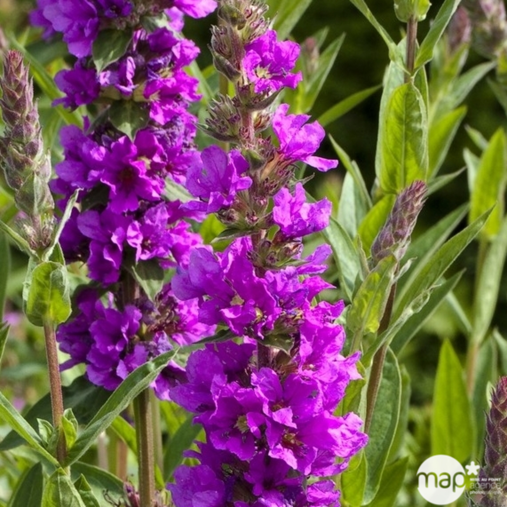 Cataleptique bouquet rose : godet vert