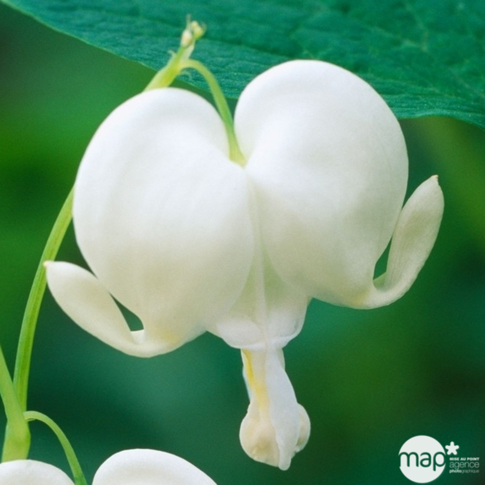 Cœur de Marie blanc : godet rouge