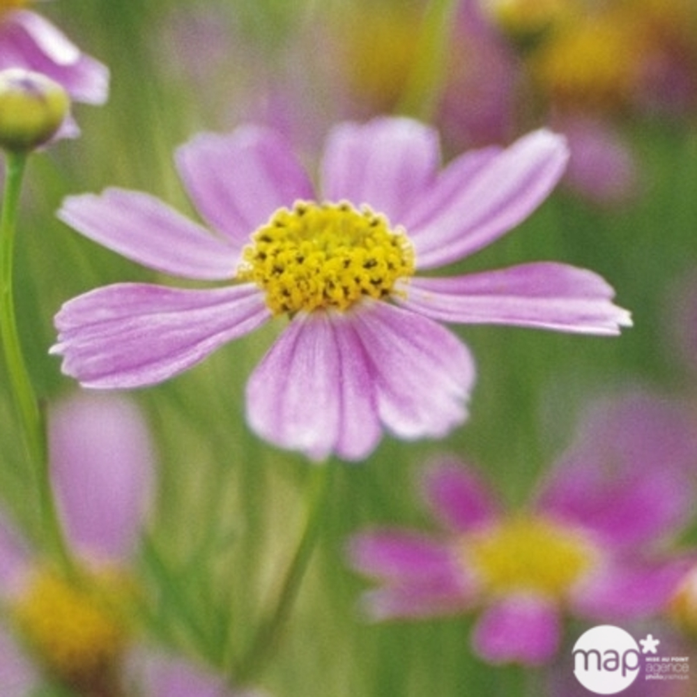 Coréopsis American Dream : godet vert