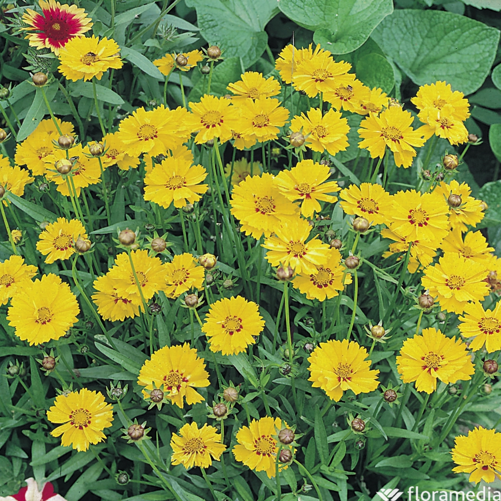 Coréopsis Nain Jaune : godet vert