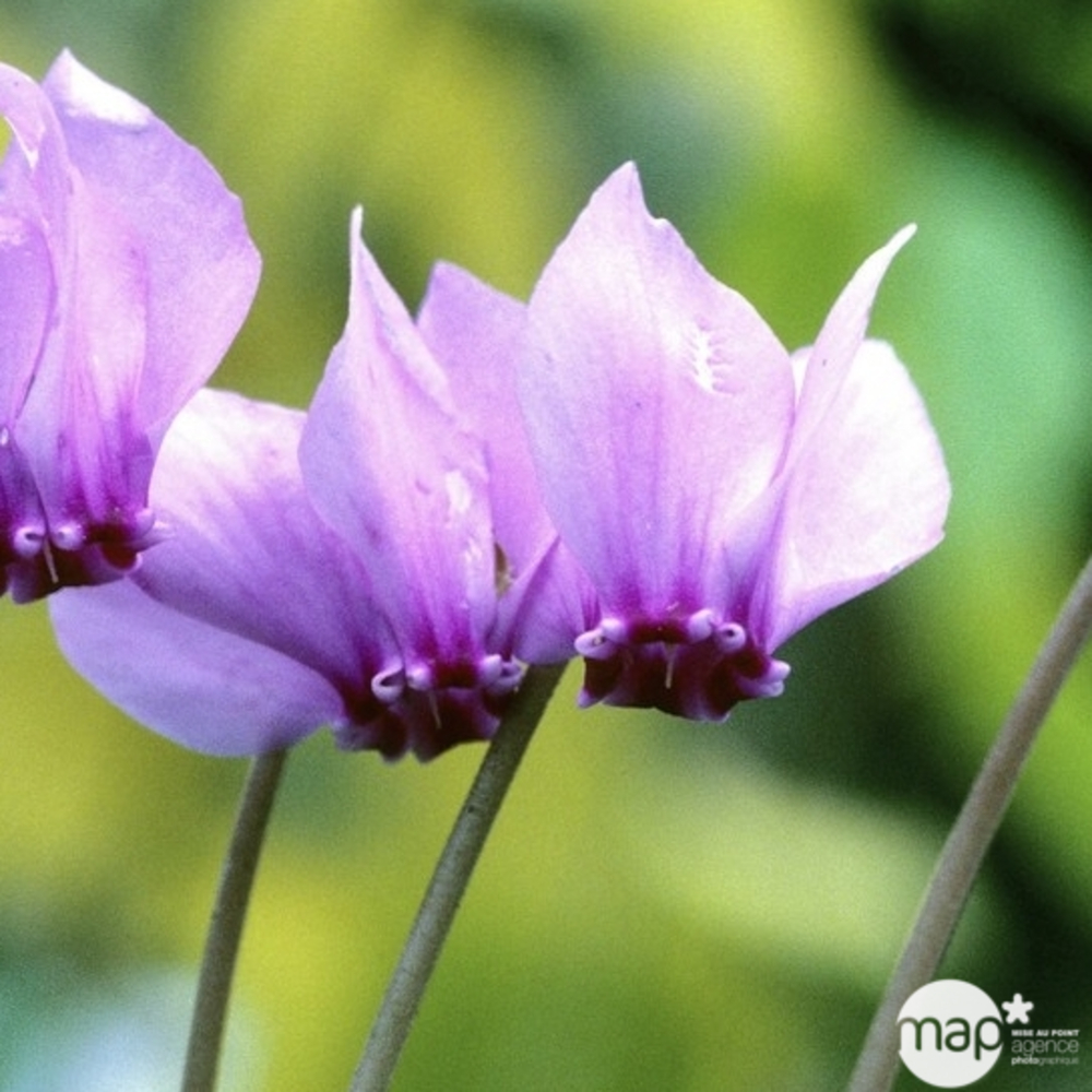 Cyclamen de Naples : godet rouge