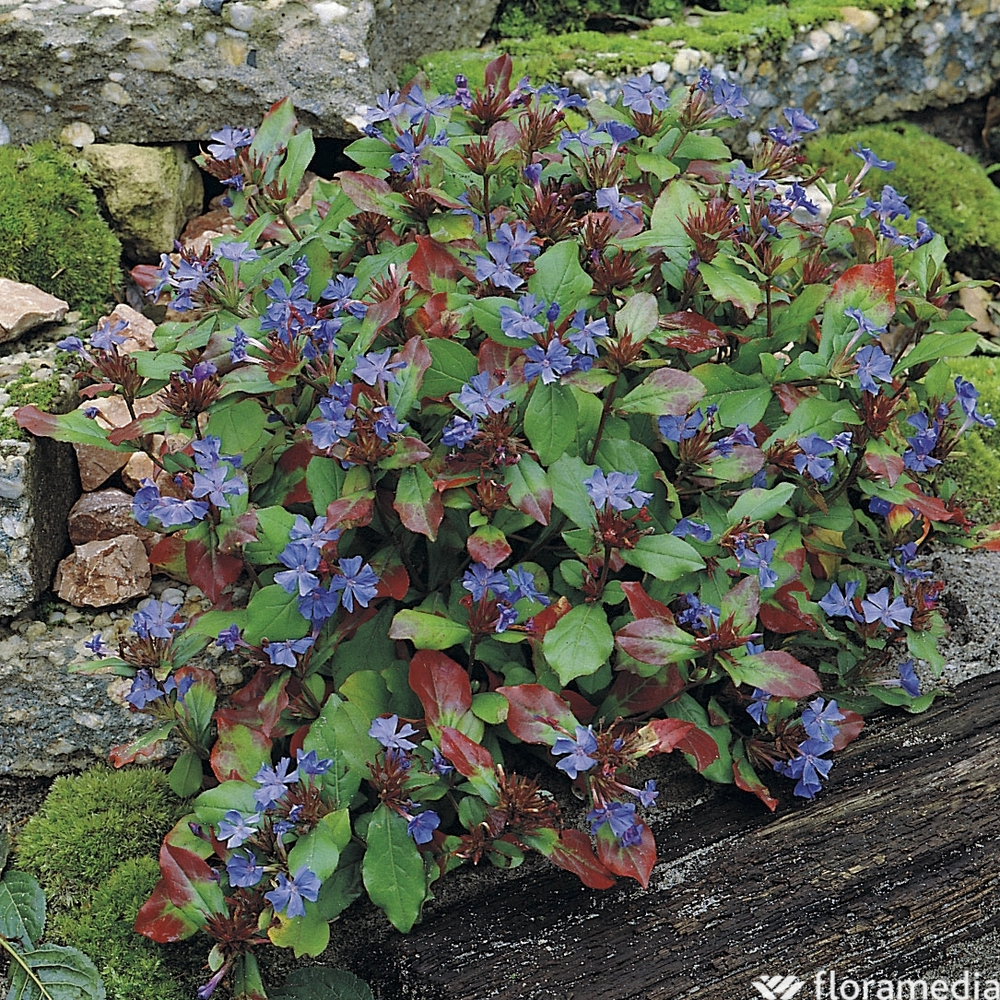 Dentelaire de Lady Larpent : godet vert
