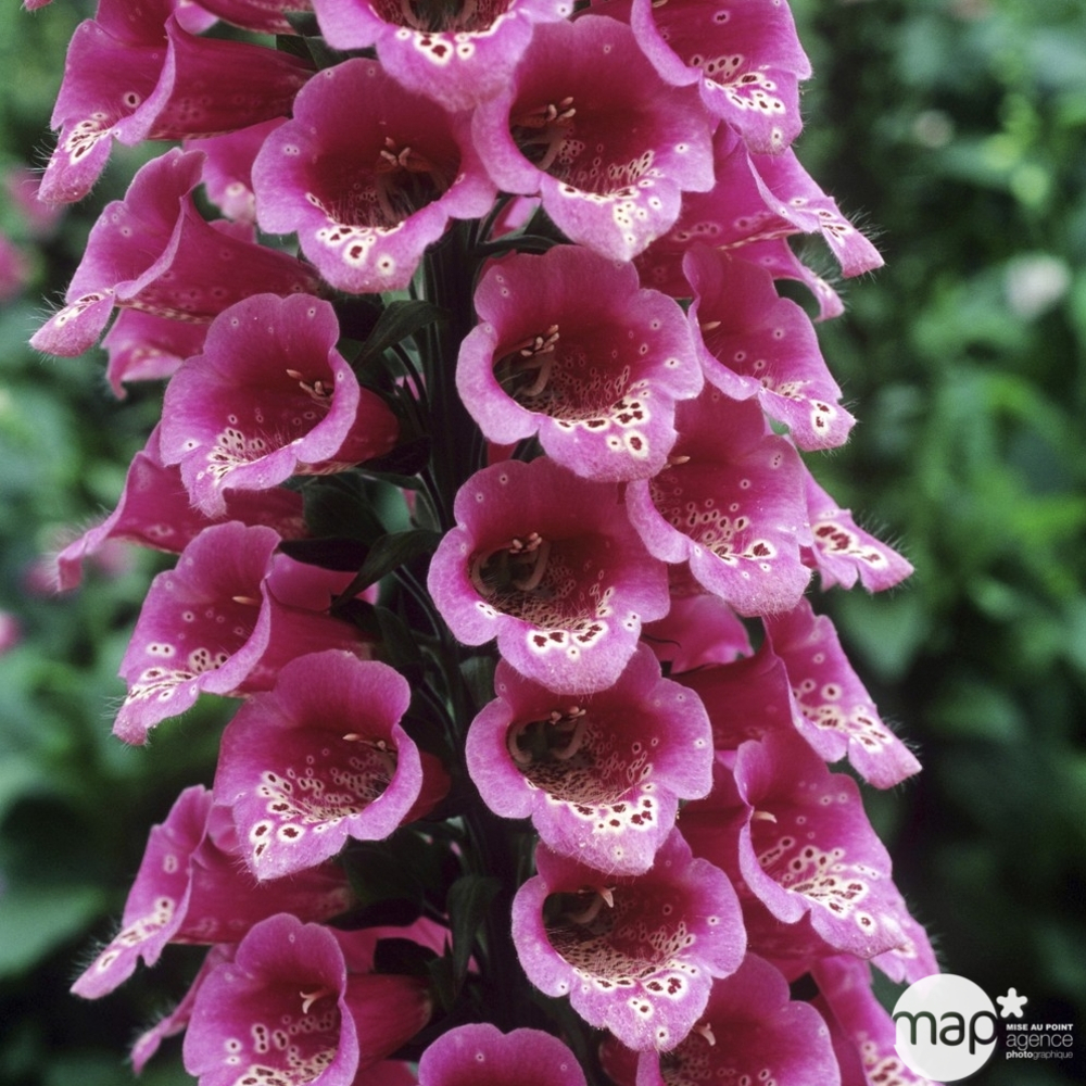 Digitale pourpre Excelsior Hybrids : godet vert