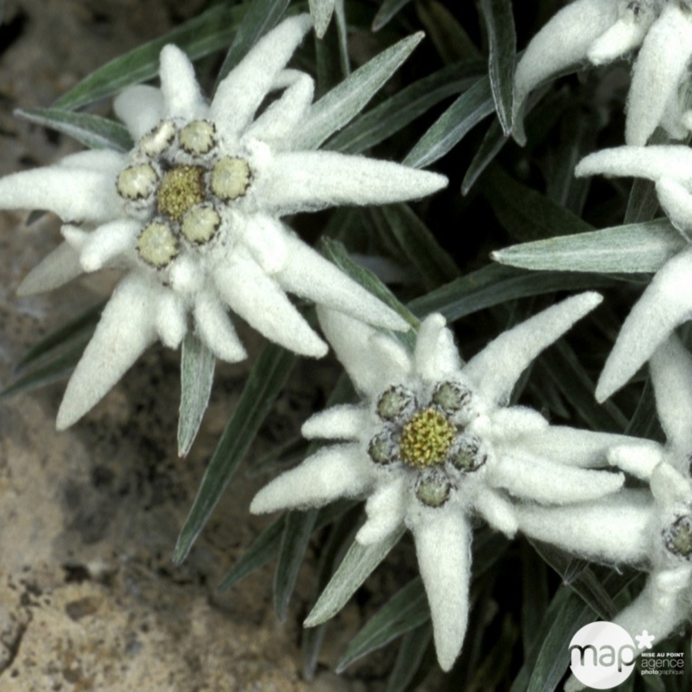 Edelweiss des Alpes : godet vert
