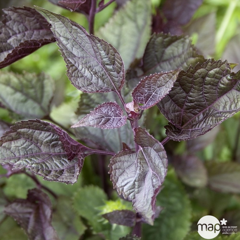 Eupatoire Chocolate : godet rouge