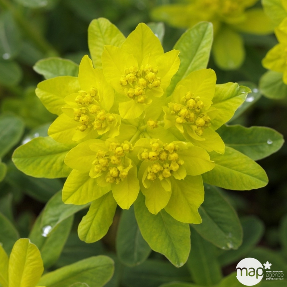 Euphorbe polychrome : godet vert