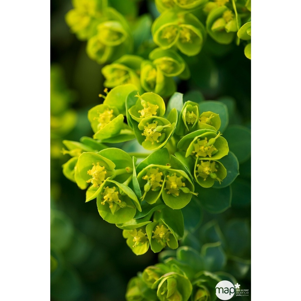 Euphorbe Haute de Corse : pot 2L