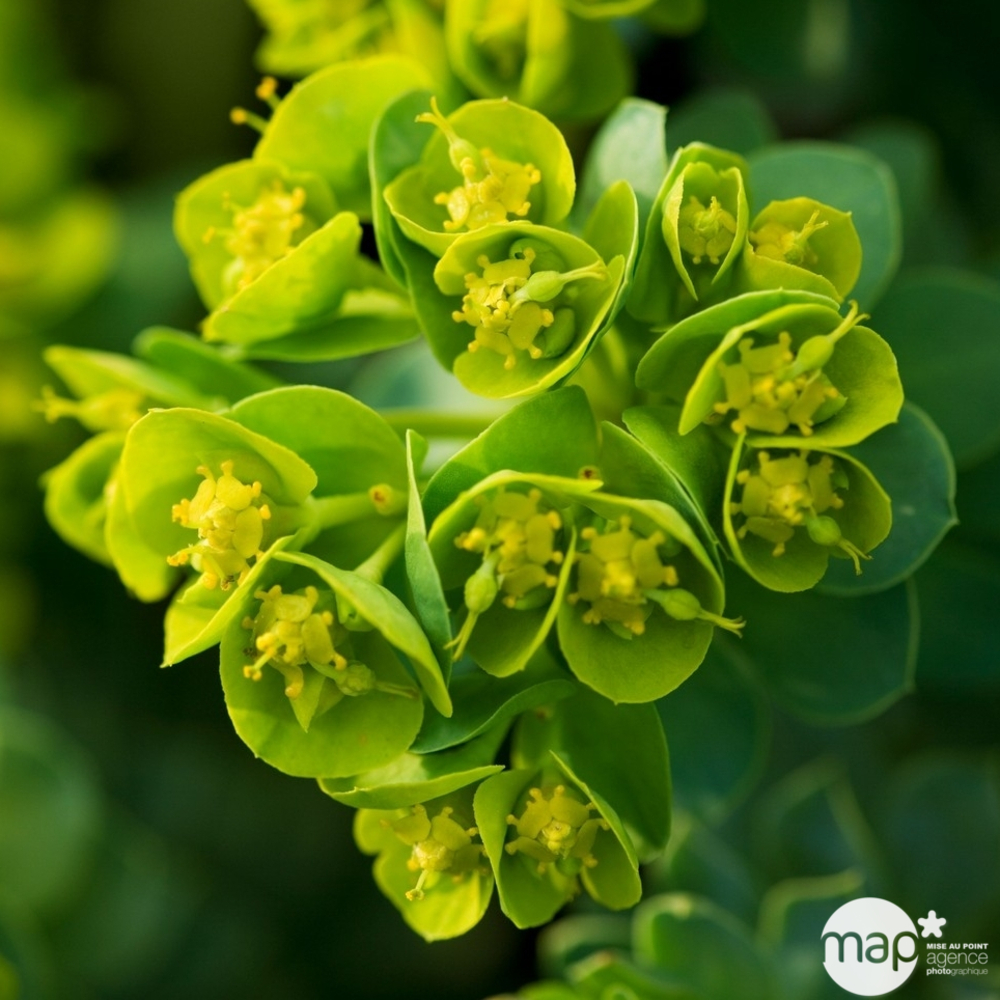 Euphorbe de Corse : godet rouge